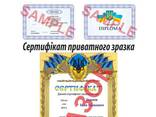 Диплом і сертифікат - фото 1