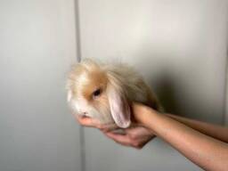 Дивовижні малюки кроленята, кролики декоративні та ручні