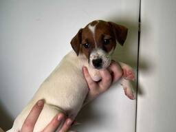 Джек маленькі грайливі малюки, найкращий друг вашої дитини