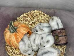 Джунгарські хом'ячки декоративні для дому, різнокольорові