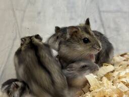 Джунгарики самці та самки