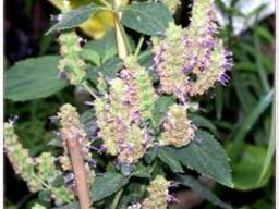 Эфирное масло Пачули в Крыму