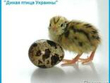 Эксклюзивные перепела, суточные и молодняк. - фото 2