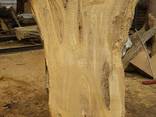 Эксклюзивные спилы, срезы, слэбы старинных деревьев - фото 3