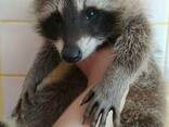 Экзотические питомцы. Енотики. Самцы и самки. Ручные. - фото 2