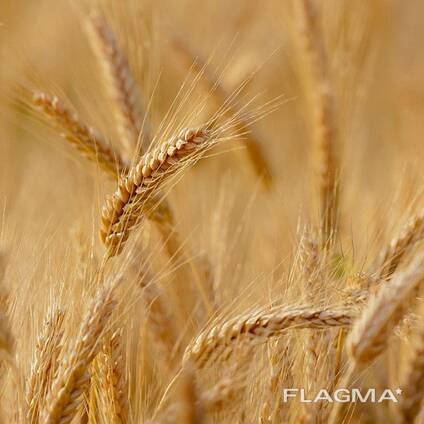 Єліта, 1 репродукція озима пшениця: Мудрість, Нива, Житниця, Оптима, Мелодія, Октава, Днеп