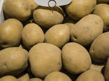 Элитный семенной картофель Ривьера, Пикассо, Гранада и др. - фото 1