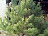 Живые елки оптом живая елка оптом живая сосна в Донецке