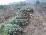 Елки и сосны новогодние живые оптом Киев Харьков Днепр - фото 2