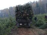 Елки и сосны новогодние живые оптом Киев Харьков Днепр - фото 3