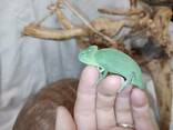 Еменские ручные хамелеоны. Малыши и подростки. Самцы и самки. - фото 3