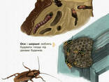 Детская энциклопедия про насекомых для дошкольников. Ranok Creative (614014) - фото 3