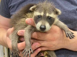 Єнот, єнот полоскун