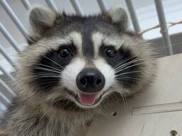 Енот полоскун