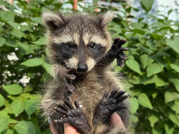 Енот полоскун, ручной домашний енот, енотик