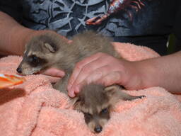 Енот полоскун, ручной енот, енотик, еноты