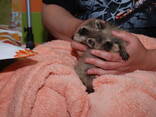 Енот полоскун, ручной енот, енотик, еноты - фото 1