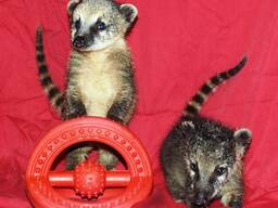 Енот с добрым покладестым нешкодливым характером- это носуха