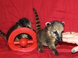 Енот с добрым покладестым нешкодливым характером- это носуха - фото 2