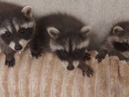 Еноты оптом и розницу