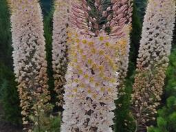 Квіти Еремуруси - одні з найдекоративніших тривалоквітучих елементів дизайну