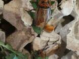 Eublaberus posticus Оранжевоголовый таракан 5 см