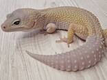 Еублефар , гекон , ящірка , самець , самка - фото 2