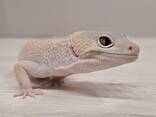 Еублефар , гекон , ящірка , самець , самка - фото 3