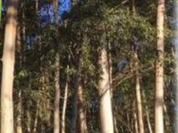Eucalyptus Oil (Эвкалиптовое масло)