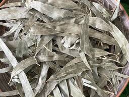 Евкаліпт, листя евкаліпту