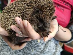 Европейский еж домашнее разведение, ежик для сада