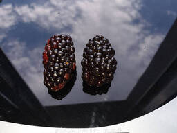 Ежевика ремонтантная Черная магия. 2х летний саженец