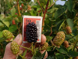 Ежевика ремонтантная Черная магия. 2х летний саженец - фото 2