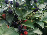 Ежевика ремонтантная Прайм Арк Фридом - фото 1