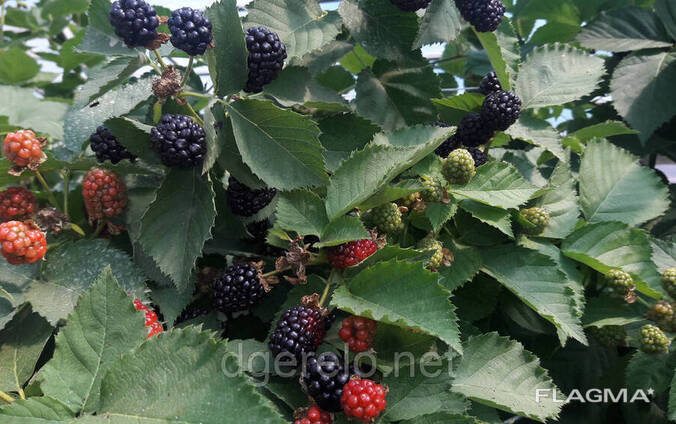 Ежевика ремонтантная Прайм Арк Фридом