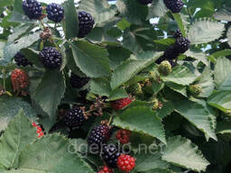 Ежевика ремонтантная Прайм Арк Фридом