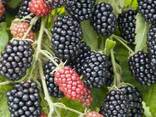 Ежевика сорт "Небеса Могут Подождать" 1 летняя, конт. P9 - фото 1