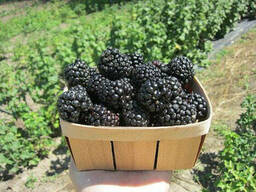 Ежевика сорт "Небеса Могут Подождать" 1 летняя, конт. P9