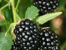 Ежевика среднеспелая Трипл Краун