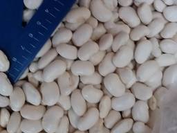 Фасоль белая