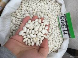 Фасоль сахарная.