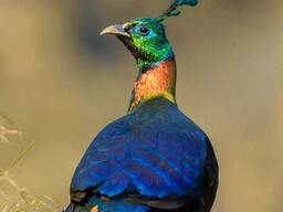 Фазан Монал , невероятный фазан, фазан монали