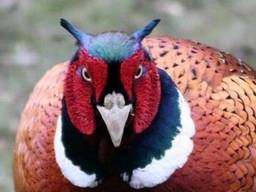 Фазан охотничий