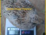 Инкубационные яйца перепела для маточного стада. - фото 3