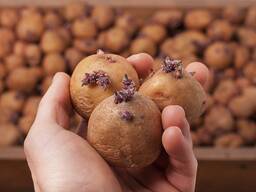 Фермерське господарство розпочало продаж нассіневої картоплі у роздріб