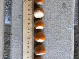 Фермерский фундук опт