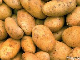 Фермерское хозяйство реализует элитные сорта картофеля