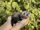 Ferret декоративний тхір - ручні малюки фретка - фото 5
