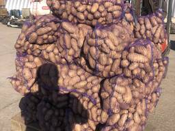 ФГ продає товарну картоплю Гранада, Коломбо, Ред Леді від виробника з господарст
