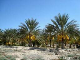 Финики королевский руаял деглет нур